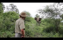 Alan McSmith elephant encounter1