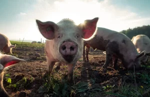 Hejt w necie jest kijowy - chyba, że chodzi o tłuścioszki, hehe. • Miski...