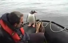 Pingwin vs. Zabójcy