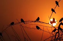 Małe ptaki potrafią tworzyć długoletnie związki