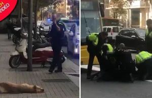 Policjant zastrzelił psa bezdomnego chłopaka w Barcelonie