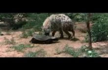 Miodożer spotyka hienę, ale przede wszystkim: jak miodożer znajduje miód?