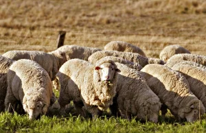 Australia: PETA atakuje farmerów za... przeklinanie przy owcach
