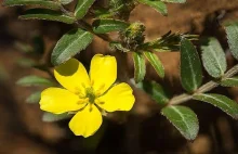 Buzdyganek (łac. Tribulus terrestris) - właściwości i jego zastosowanie