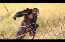Reakcja szympansów na muzykę - Planeta Małp w wersji tanecznej. ;)