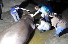 Hipopotam Gustavito brutalnie zabity w zoo. Był ulubieńcem mieszkańców