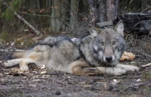 Wilczyca pod specjalnym nadzorem. Jaga wróciła do watahy