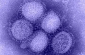 Badacze obserwowali walkę układu odpornościowego z wirusem w czasie rzeczywistym