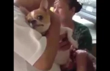 Reakcja psa na pedicure