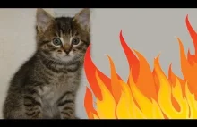 Котёнок впервые огонь увидел(Kitten for the first time seen the fire