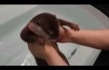 4-miesięczna wydra uczy się pływać w wannie
