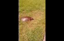 Najszybszy żółw na świecie