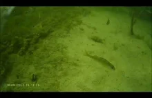 Podwodny świat - Ławica małych rybek