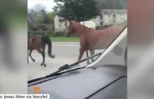 Stado koni galopowało po autostradzie