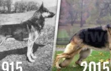 Jak zmieniły sie psy na przestrzeni 100 lat.