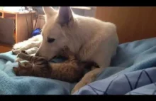 Wielki owczarek delikatnie bawi się z małym kotkiem-znajdą
