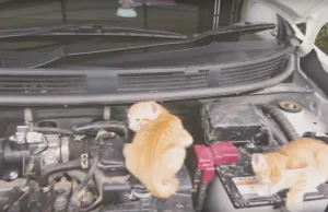 Nissan – marka przyjazna kotom