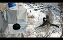 Prosty karmnik dla ptaszków z tekturowego opakowania