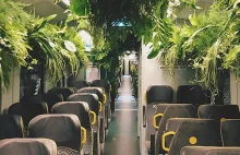Zielony pociąg