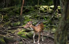 Zabił setki jeleni. Kłusownik skazany na oglądanie "Bambi"...