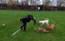 Dwa agresywne psy zagryzły psa rasy beagle na oczach właścicielki