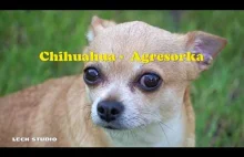 Chihuahua - Agresorka po piwku!