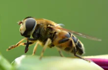 Użądlenie pszczoły: Domowe sposoby na ukąszenie przez pszczołę
