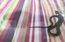Gość w domu - co to za wąż ? Wykop pomóż