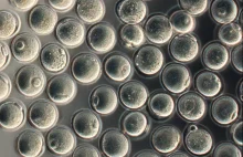 Komórki jajowe wyhodowane poza organizmem myszy.