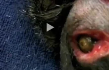 Huge BOTFLY Removed From CAT (bot fly