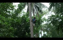 Wspinaczka na Palmę w 35 sekund