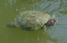 Żółwie w zoo w Poznaniu można było zabić nawet jeśli byłyby zdrowe