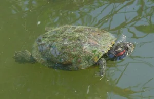 Żółwie w zoo w Poznaniu można było zabić nawet jeśli byłyby zdrowe