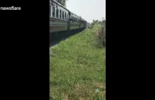 Koń ucieka na torach kolejowych przed nadjeżdżającym pociągiem