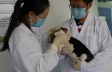 W Chinach możliwe będzie odtworzenie zmarłego psa. Pierwszy już się urodził
