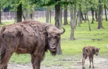 Pierwsze narodziny żubra w Puszczy Augustowskiej