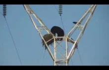 The bear climbed up on power lines