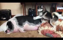 Pies usiłuje obudzić świnkę
