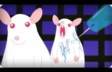 Pinky i Mózg - "poprawna naukowo" piosenka z czołówki