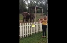 Słonie tańczą w rytm wiolonczeli