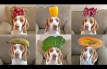 100 Fruits & Vegetables on Dog's Head in 100 Seconds: Cute Dog Maymo