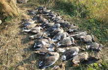 Włosi urządzili makabryczne polowanie nad Zalewem Wiślanym. Zginęło kilkaset pta