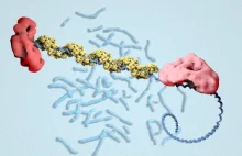 Pierwsze zdjęcia białka naprawiającego DNA