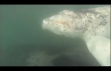 Niezwykle rzadki biały wieloryb sfilmowany u wybrzeża Chile.