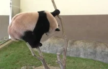 Wszyscy myślą, że pandy są głupie, podczas gdy są wyjątkowo inteligentne.