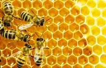 Badania potwierdzają: insektycydy przyczyniają się do śmierci pszczół