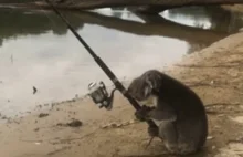 „Złapałeś coś kolego?” – koala wędkarz na rybach