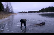 Łyżwiarz ratuje łosia utkniętego w lodzie