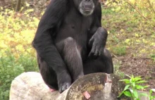 Szympans dał nam altruizm i miłość bliźniego?