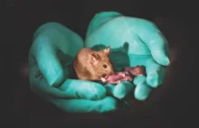 Myszy urodzone z rodziców o tej samej płci żyją zdrowe